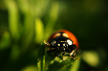 Ladybug red spotted climbing and sitting the green grass at sun