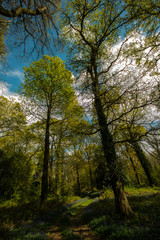 Bluebell wood Hampshire uk