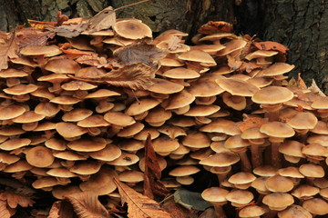 Mushrooms in a fall forest