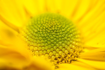 Detalle flor amarilla