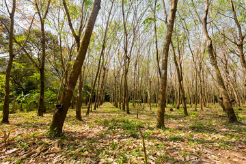 Rubber trees on Koh Chang