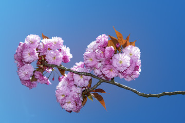 Pink sakura flowers under a clear and sunny spring sky in Japan