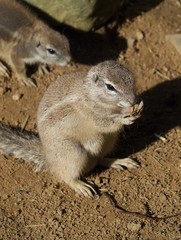 Cape ground squirrel