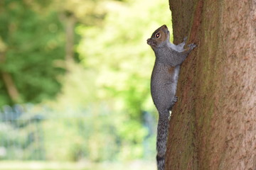 squirrel