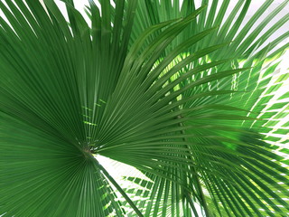 Obraz na płótnie Canvas palm tree leaves with the white background
