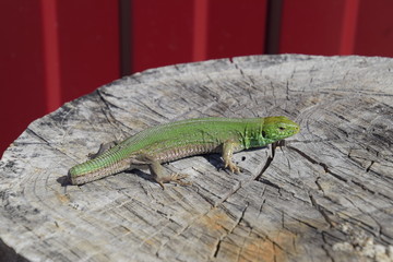 An ordinary quick green lizard. Lizard on the cut of a tree stump. Sand lizard, lacertid lizard