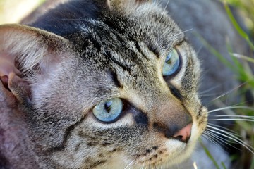 Gato de olhos azuis