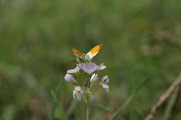 Aurore (Anthocharis cardamines)