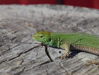 An ordinary quick green lizard. Lizard on the cut of a tree stump. Sand lizard, lacertid lizard