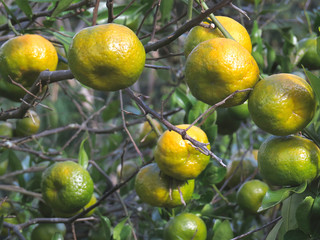 Tangerinas