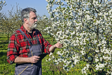 Fototapeta premium Farmer analyzes flower cherry