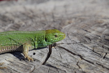 An ordinary quick green lizard. Lizard on the cut of a tree stump. Sand lizard, lacertid lizard