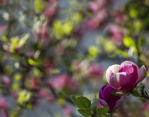 Closeup spring magnolia flowers. Natural floral spring background with soft focus and blur.