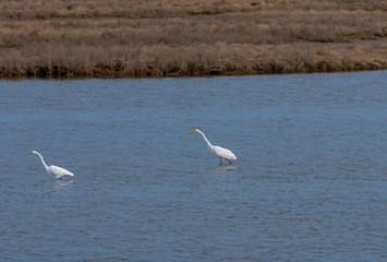 Egrets out for a Walk