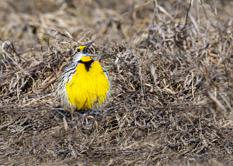 Eastern Meadowlark Calling