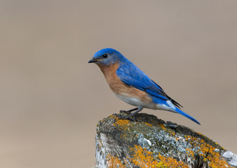Male Eastern Bluebird Perched on Post