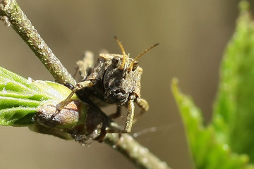 Criquet sp.