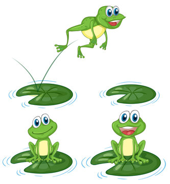 Green frogs jumping on water lily leaves