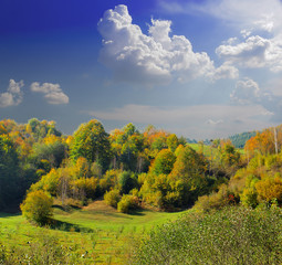 Autumn forest