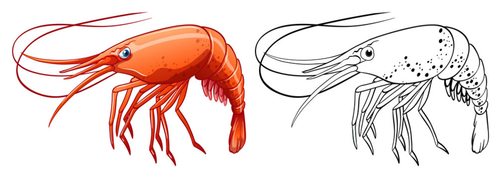 Animal outline for shrimp