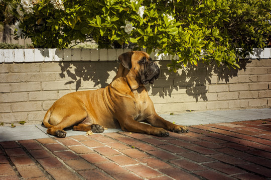 Beautiful and elegant bullmastiff dog lying on the ground safe keeping the house