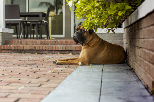 Bullmastiff dog safe keeping the house. Florida. USA