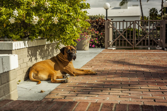 Beautiful and elegant bullmastiff dog lying on the ground. Florida. USA