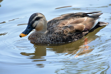 Fototapeta premium Wild Duck