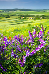 beautiful sunny day, travelling into the green field, farmland landscape in the springtime, fragrant wildflowers