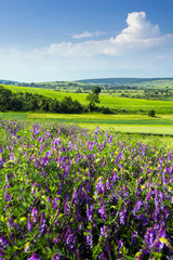 beautiful sunny day, travelling into the green field, farmland landscape in the springtime, fragrant wildflowers