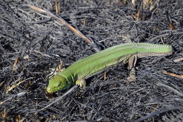 An ordinary quick green lizard. Lizard on the ground amidst ash and ash after a fire. Sand lizard,...