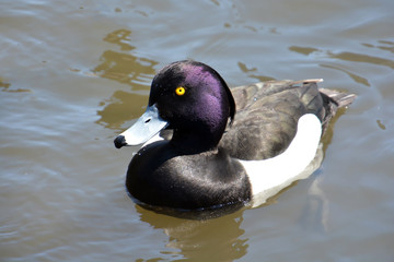 Fototapeta premium Tufted Duck; Wildduck