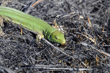 An ordinary quick green lizard. Lizard on the ground amidst ash and ash after a fire. Sand lizard,...