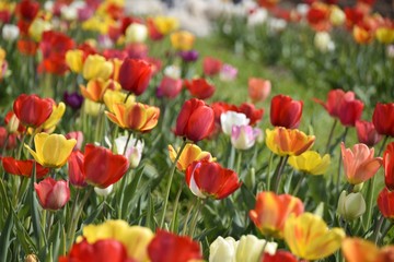 Wiese mit bunten Blumen