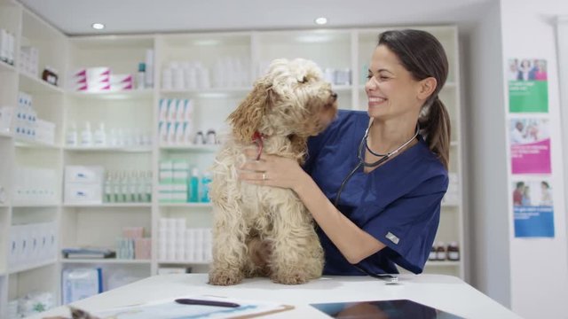  Portrait of smiling veterinarian with cute dog in clinic
