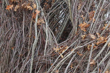 Twisted branches texture background
