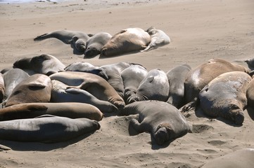 Fototapeta premium Sea Lions Nappin