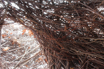 Opening with light through twisted branches
