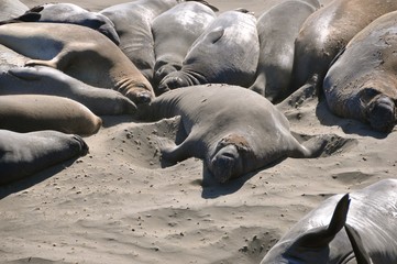 Sea Lions