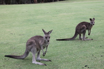Naklejka na ściany i meble Meeting with the kangaroo