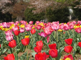 色とりどりのチューリップ