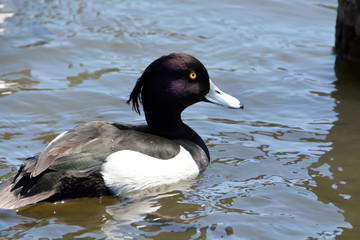 Obraz premium Tufted Duck; Wildduck
