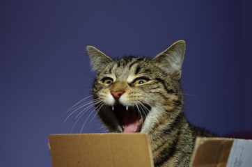 Katze springt aus der Box und lacht oder singt