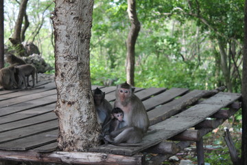 Monkey family from cambodia 