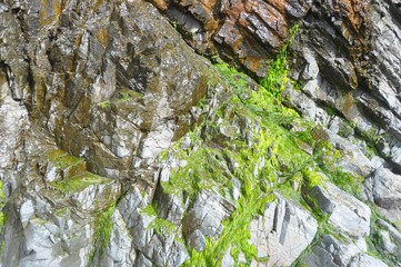 Wood and Moss 3
