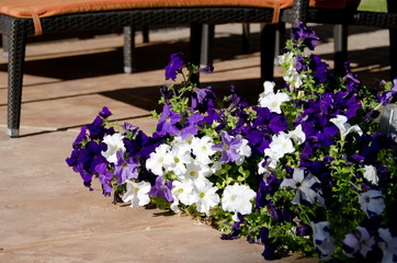 Fototapeta na wymiar White and purple petunias on ceramic floor next to a pool