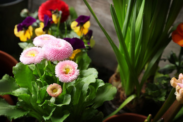 Beautiful flowers in pots, closeup