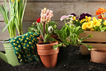 Composition with plants on wooden background