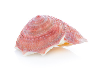 sea shell isolated on white background