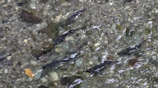 Course of salmon fish to spawn against the current of water in Alaska. Beautiful rest and tourism in a cool climate. Unique picture of nature in America.